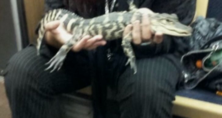 Reptil, Alligator, skräckfynd, Chicago, Flygplats
